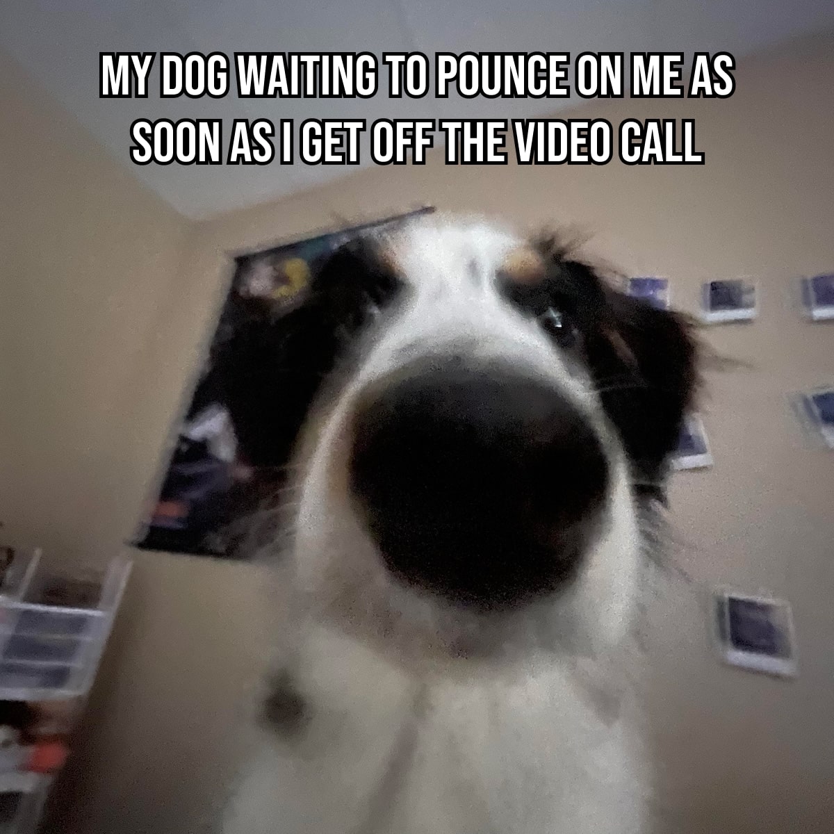 my dog waiting to pounce on me as soon as i get off the video call-min