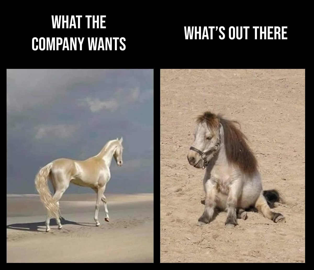 what the company wants-min